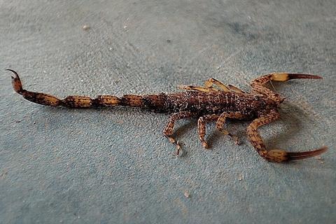 Isometrus_maculatus_249759334