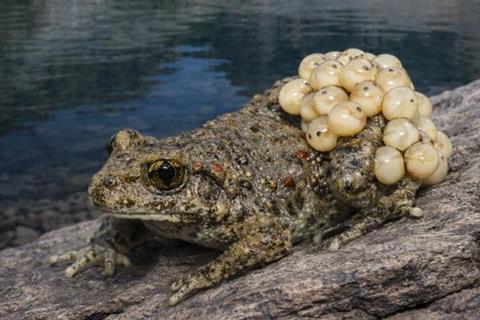 Low-Res_A common midwife toad in the Pyrenees landscape image
