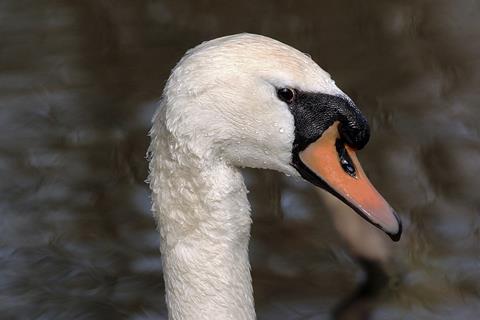 960px-Mute_swan_(Cygnus_olor)_head