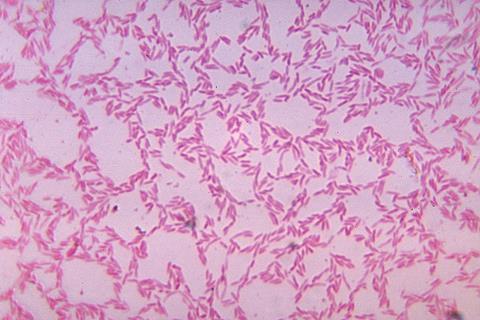 Bacteroides_biacutis_01 (1)