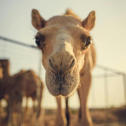 Close-up of camel face