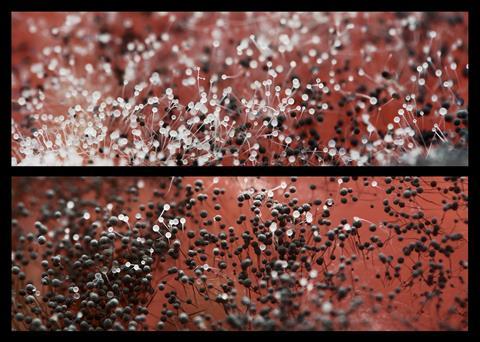 3024px-Aspergillus_on_tomato