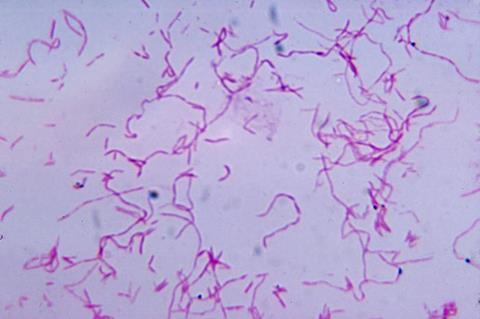 Fusobacterium