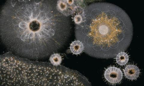 Low-Res_Radiolarians©Christian-Sardet-Fondation-Tara-Expeditions_1000x600.jpg