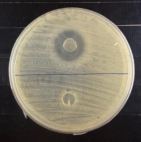 4. Antagonistic activity of strain T12B against Xanthomonas