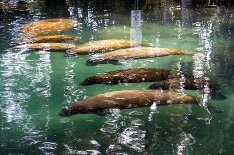 Low-Res_Manatees. Photo courtesy Professor Gregory Courtney.