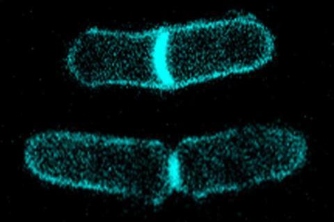 Fission yeast division