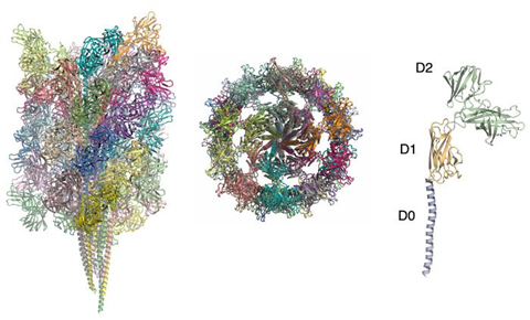 Low-Res_ArlB model image, from Meshcheryakov et al., Nature Comms, 2026. DOI 10.1038s41467-026-72670-8. Copyright CC-BY-ND-4.0. (1)