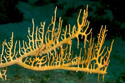 Millepora_sp._(Encrusting_Fire_Coral)