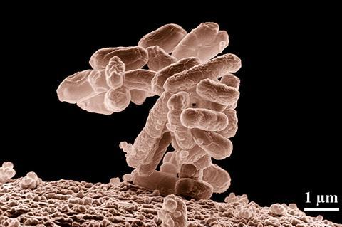 Low-temperature electron micrograph of a cluster of E. coli bacteria, magnified 10,000 times. Each individual bacterium is oblong shaped.