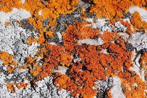 lichen-2799595_1920