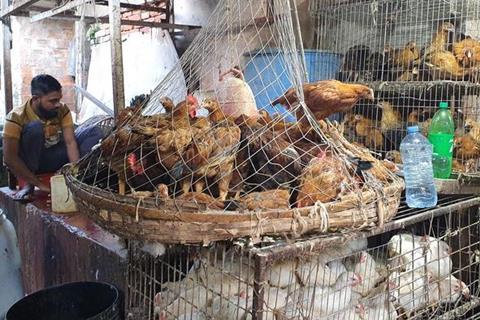 Low-Res_Live bird market_Dhaka_1_low
