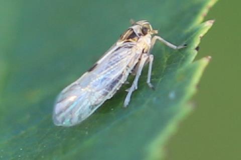 2024_08_29_Laodelphax_striatellus