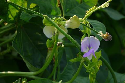 Vigna_unguiculata_(L.)_Walp._(48846950771)