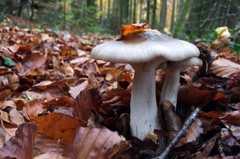 Low-Res_Clitocybe