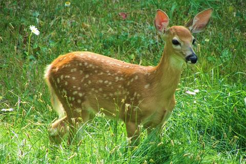 white-tailed-deer-3640404_1280