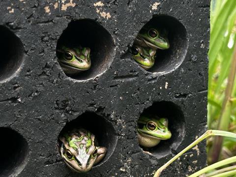 Low-Res_Frogs