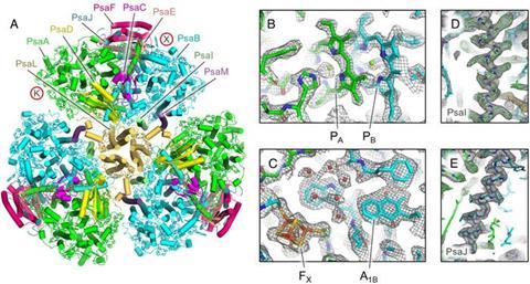 Low-Res_Anthocerotibacter panamensis