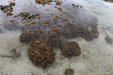 Low-Res_2025-07-coral.surface(2)