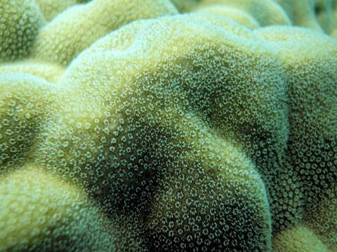 Porites_lobata,_pólipos