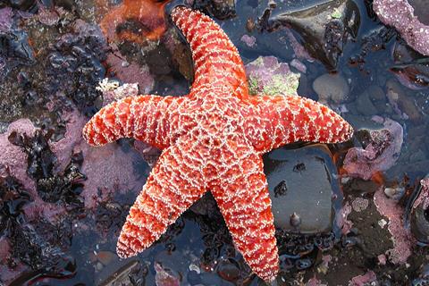 Sea_star_at_low_tide