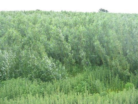 A_biomass_crop_of_willow_-_geograph.org.uk_-_856419 (1)