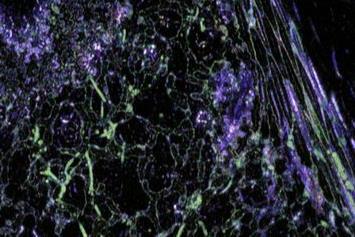 Low-Res_tifRGB_upsampled4_180contrast_invert_disc11_salinas_20230217inoculated_py_0002_frame80