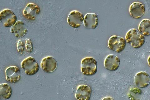 Low-Res_FKt240412-20240424-PeterVonDassowMicroscopeImagery-diatoms_that_sunk_to_50m