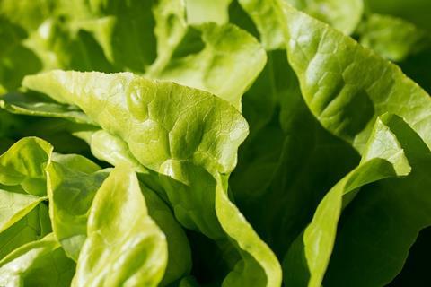 green-1710328_960_720