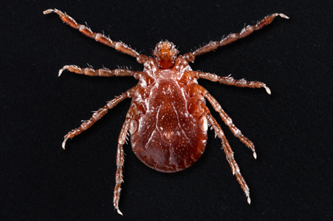 Longhorned_tick_(Haemaphysalis_longicornis)