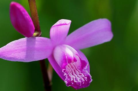 800px-Hyacinth_Orchids_Bletilla_Striata_シラン_(256875727)