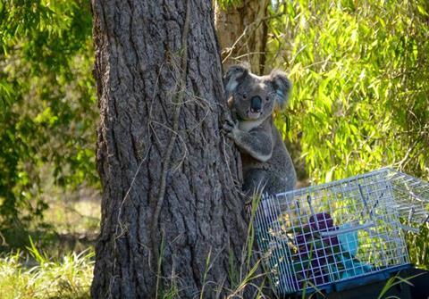 Low-Res_sci-koala-retrovirus-1080-credit CurrumbinWildlifeHospital