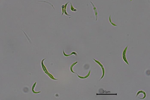 Low-Res_microalgas