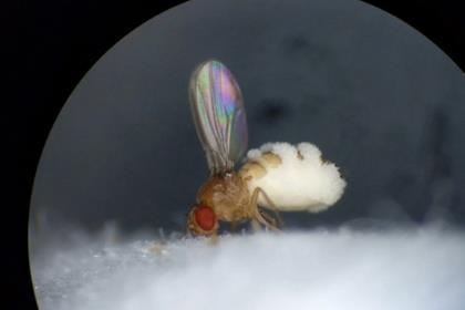 Low-Res_Fruit fly with its wings up and evidence of a fungal outgrowth. Credit-Carolyn Elya.png