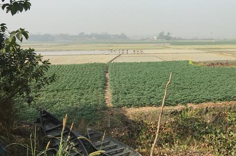 Rice fields (1)