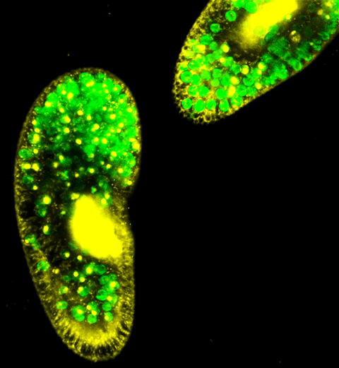 Fluorescence microscopy image of Paramecium bursaria showing Chlorella spp. algal symbionts in green. Credit Dr Ben Makin