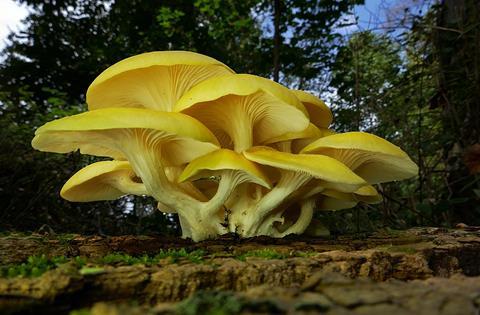 960px-Pleurotus_citrinopileatus_Singer_795910