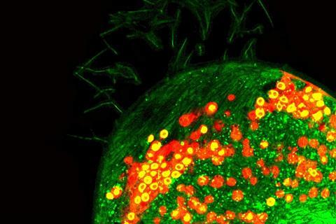 Paramecium bursaria with Chlorella spp. (red) and nucleic acid (bright greenyellow), highlighting the nucleic acid in symbiont nuclei and ribosomes