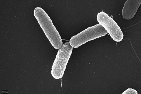 Salmonella_typhimurium (1)