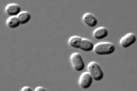Synechococcus_PCC_7002_DIC