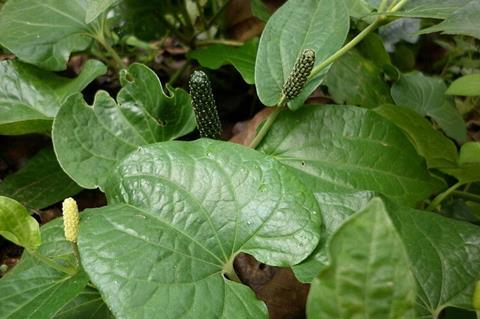 Long_pepper_plant(Piper_longum)