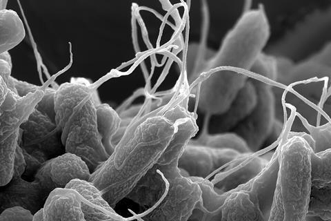 E-coli_(Escherichia_coli)