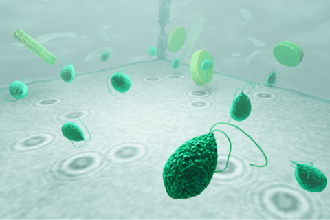 Low-Res_Bild på encelliga plankton i hologram.png