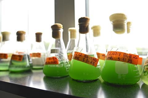 Cyanobacterial_cultures