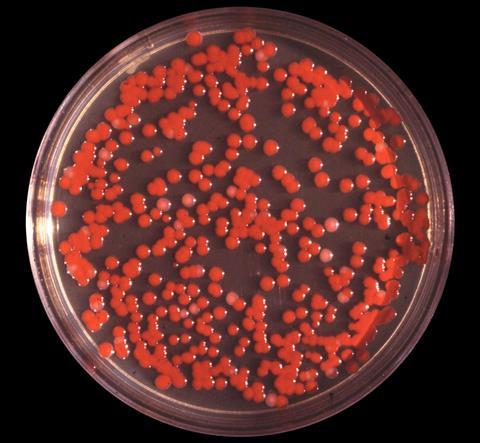 <i>Serratia marcescens</i>