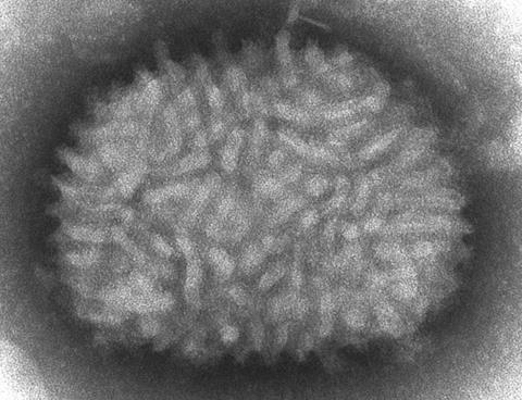 <i>Vaccinia</i> virus