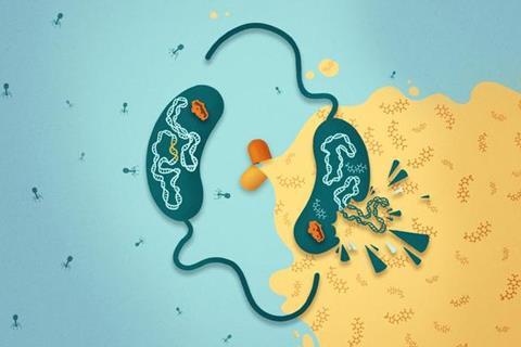 Low-Res_Vibrio cholerae CBASS