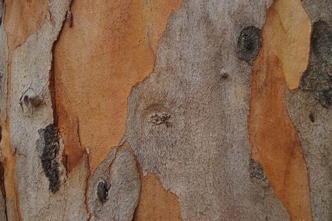 Eucalyptus_propinqua_bark,_7th_Brigade_Park,_Chermside_IMGP0145