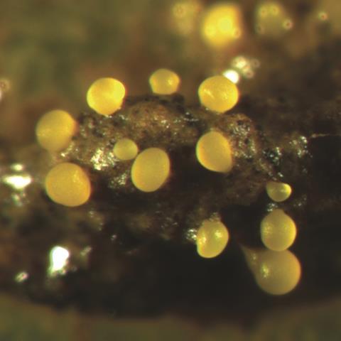 Myxococcus_xanthus