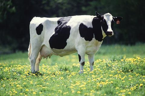 Cow_female_black_white